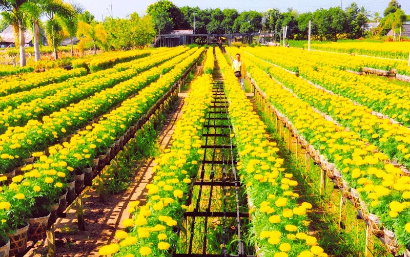 Làng hoa Sa Đéc - Làng hoa Sa Đéc, Đường Hoa Sa Đéc, Sa Đéc, Đồng Tháp 670000, Vietnam