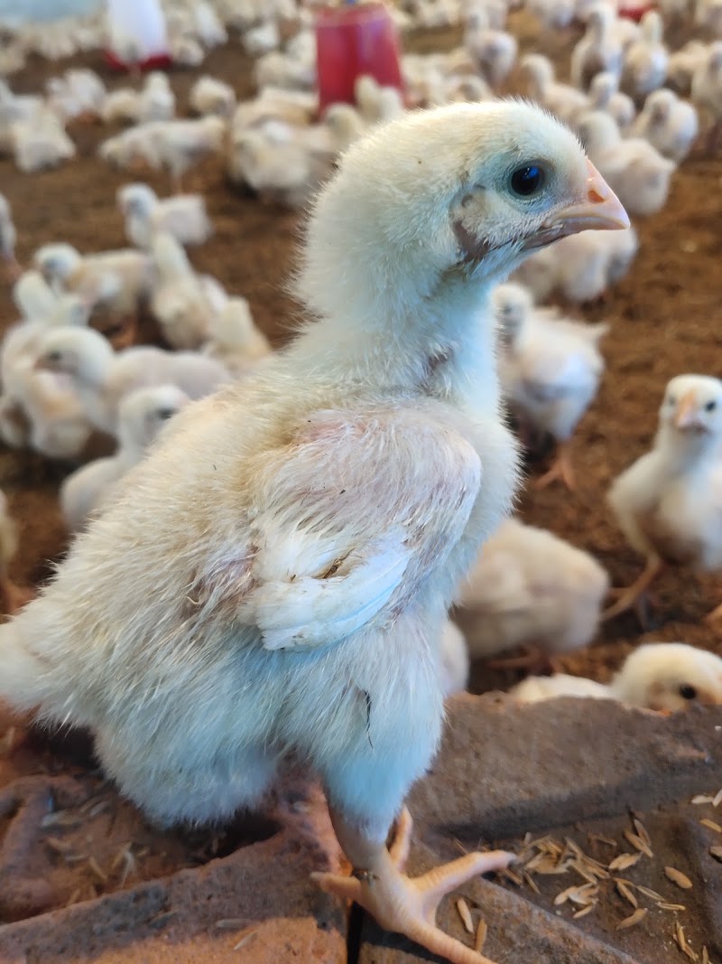 JSK POULTRY FARM - JSK POULTRY FARM, Kamta, Dalli Rajhra Kamta to naratola, road, Dalli Rajhara, Kamla, Chhattisgarh 491230, India