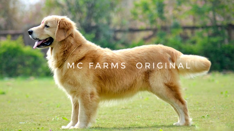 MC DOG FARMS - MC DOG FARMS, Kailash nagar kumhari Street no. 1, Kumhari, Chhattisgarh 490042, India