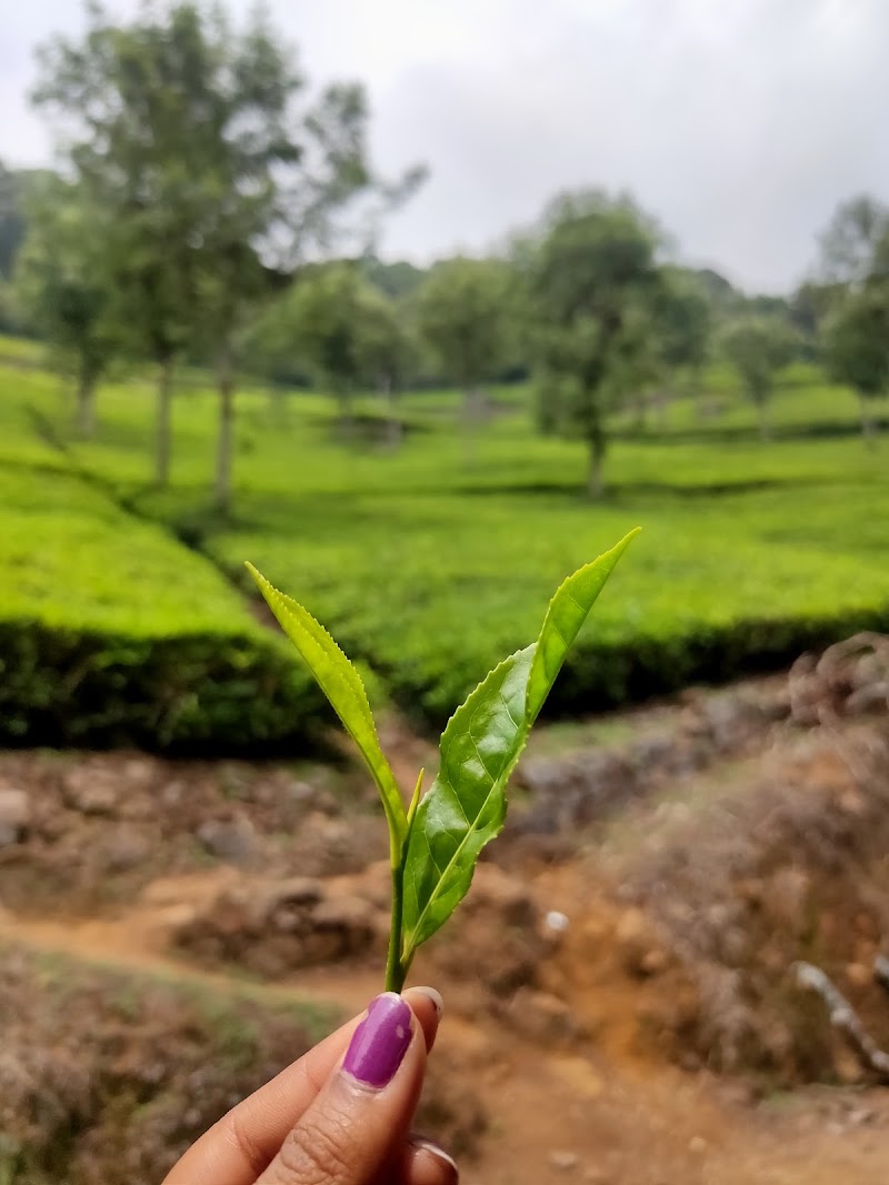 Tea estate - Tea estate 9R4J+HV3, Unnamed Road, Burliyar, Tamil Nadu 643102, India