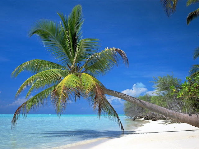 Affordable Bohol Tour Packages | Incon Bohol Tours - Affordable Bohol Tour Packages | Incon Bohol Tours, Old Poblacion-Salvacion Rd, Sawang, Municipality of Loboc, 6316 Bohol, Philippines