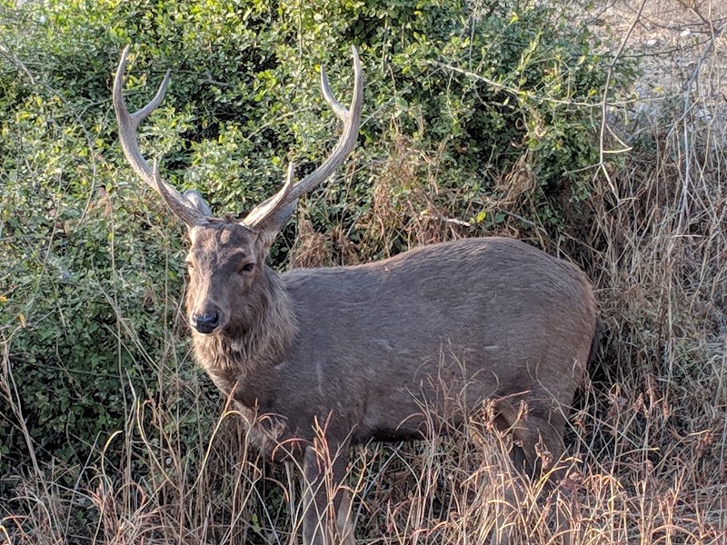 Sariska Tiger Reserve - Sariska Tiger Reserve Rajasthan, India
