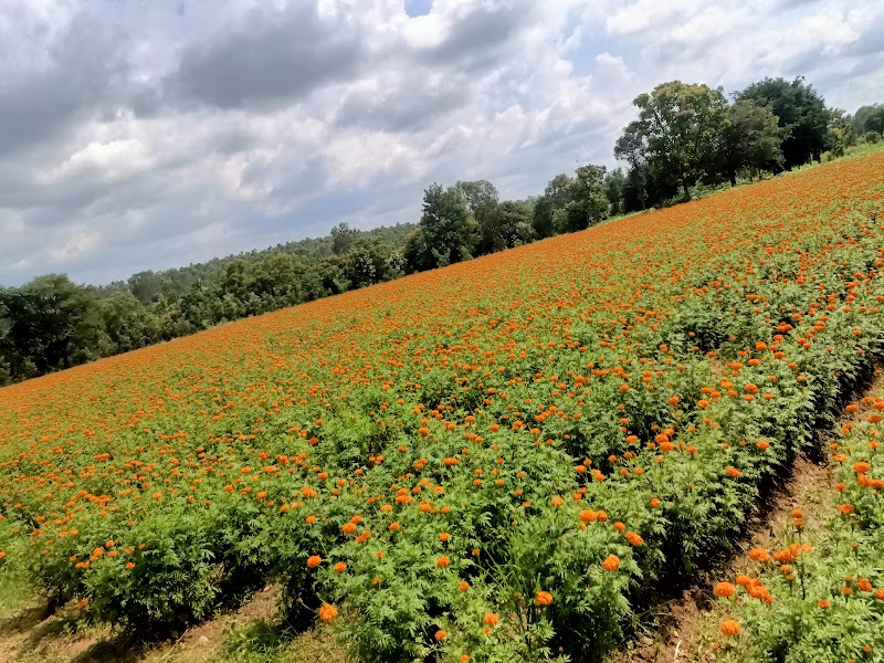 Hunsur - Hunsur, Karnataka, India