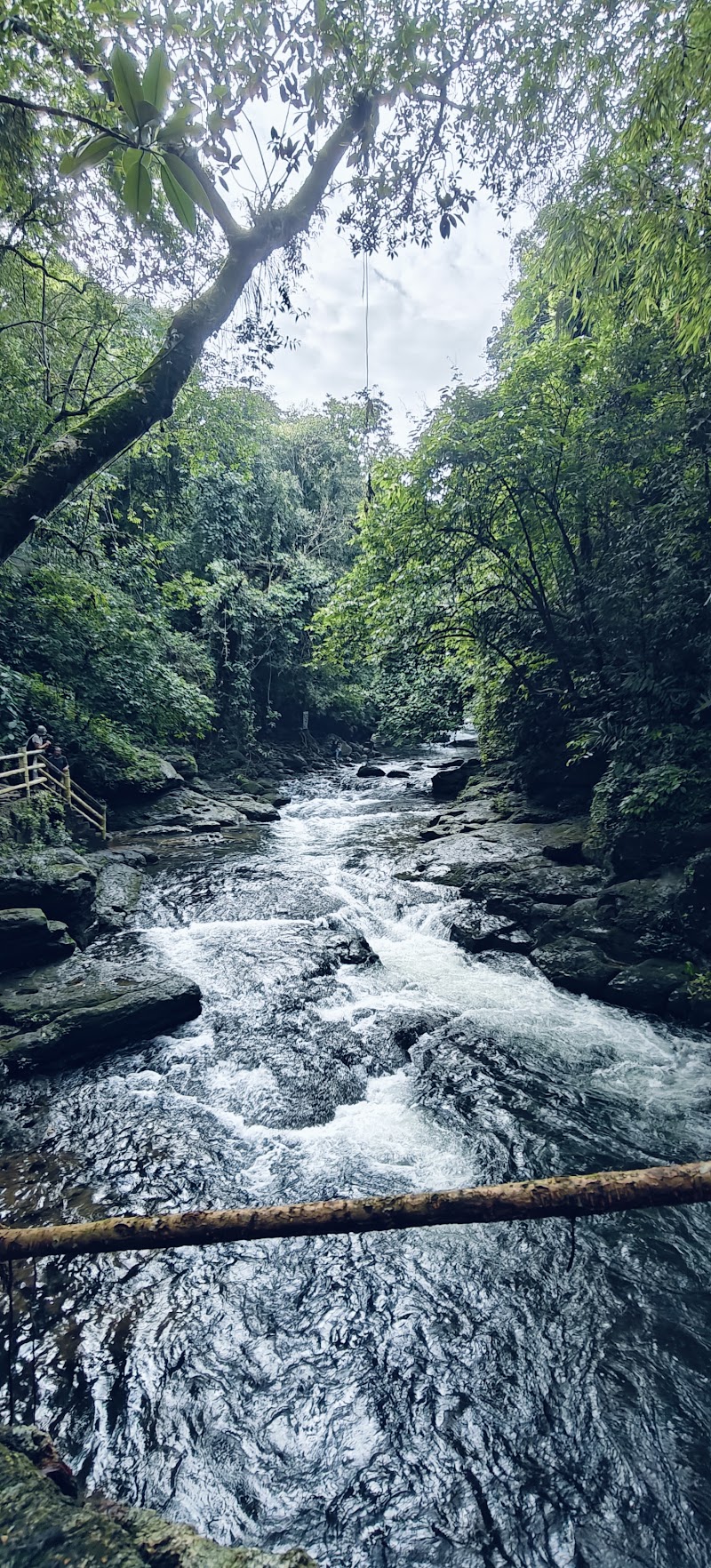 Riwai Living-root Bridge - Riwai Living-root Bridge 6V4X+F2X, Surok Mawlynnong, Mawlynnong, Meghalaya 793110, India