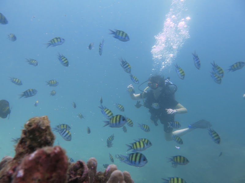 Phuket Dive Tours - Dive Center Chalong - Phuket Dive Tours - Dive Center Chalong 10, 10 Soi Ta Ied, Tambon Chalong, Phuket, Chang Wat Phuket 83130, Thailand