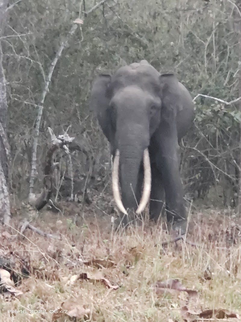 Nagarahole national park Safari - Nagarahole national park Safari, Nagarhole Rd, Badaga, Karnataka 571250, India