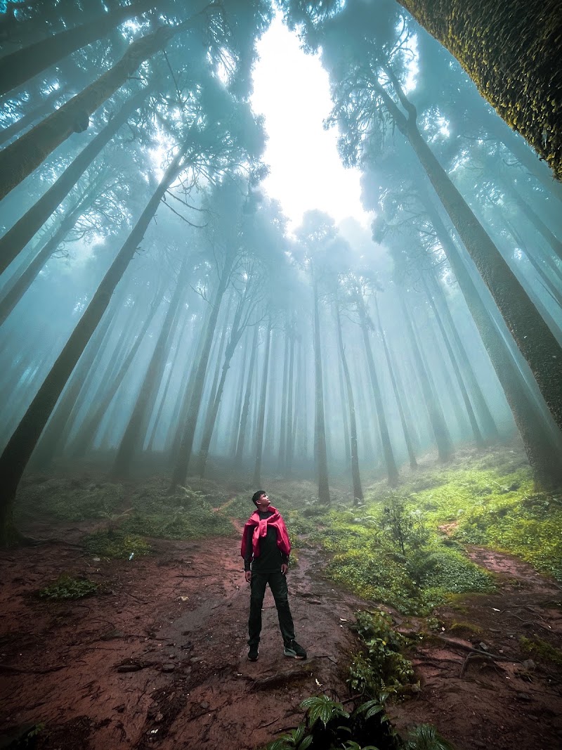 Pine View Spot - Pine View Spot 256P+H3, Ghoom Pahar Forest, West Bengal 734221, India
