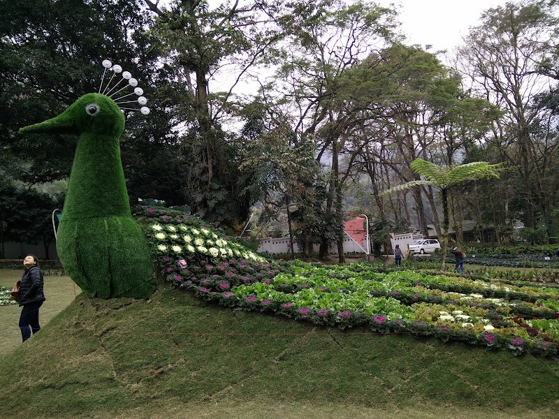 Saramsa Garden - Saramsa Garden 7HGV+RWX, Sikkim 737135, India