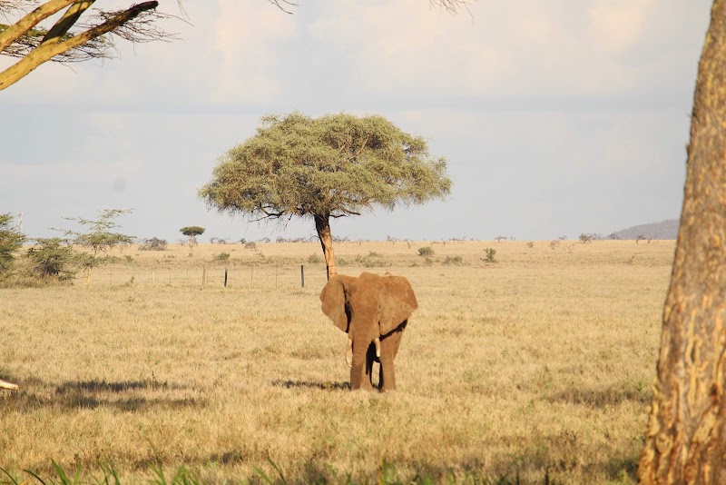 Lewa Wildlife Conservancy - Lewa Wildlife Conservancy, Isiolo, Kenya