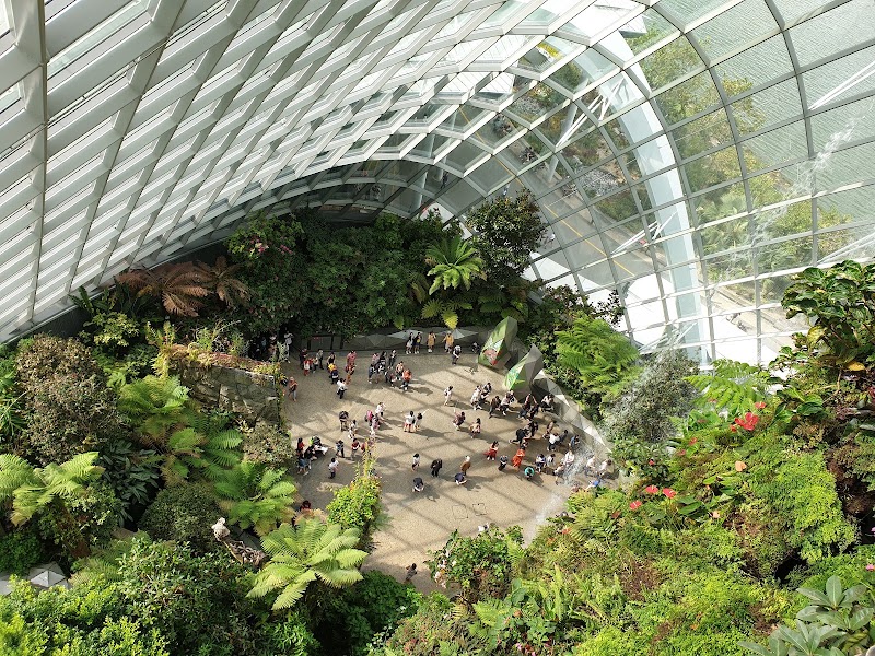 Cloud Forest