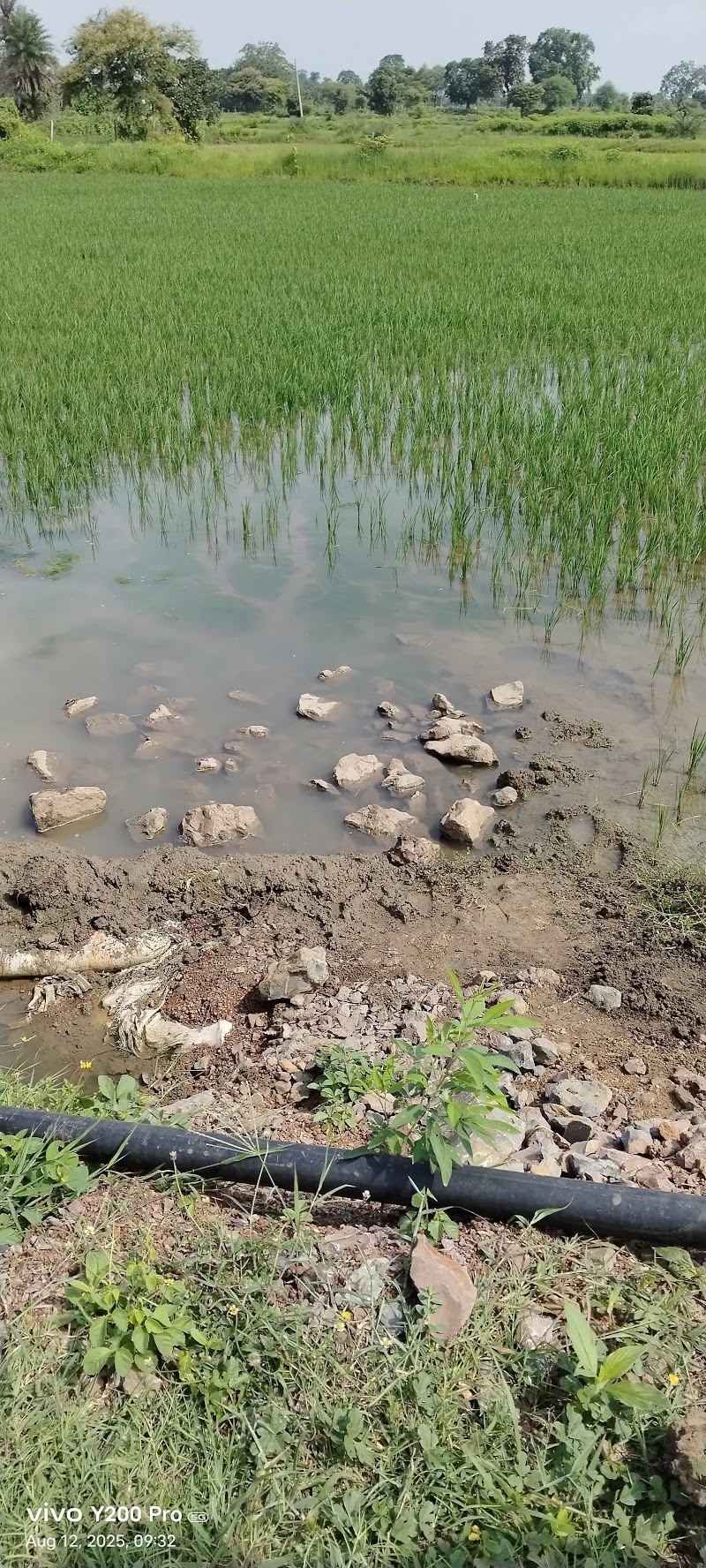 Durga bai pingle krishi farm_Shingweker baai baada - Durga bai pingle krishi farm_Shingweker baai baada, HW9G+VCF, Tilda, Chhattisgarh 493195, India