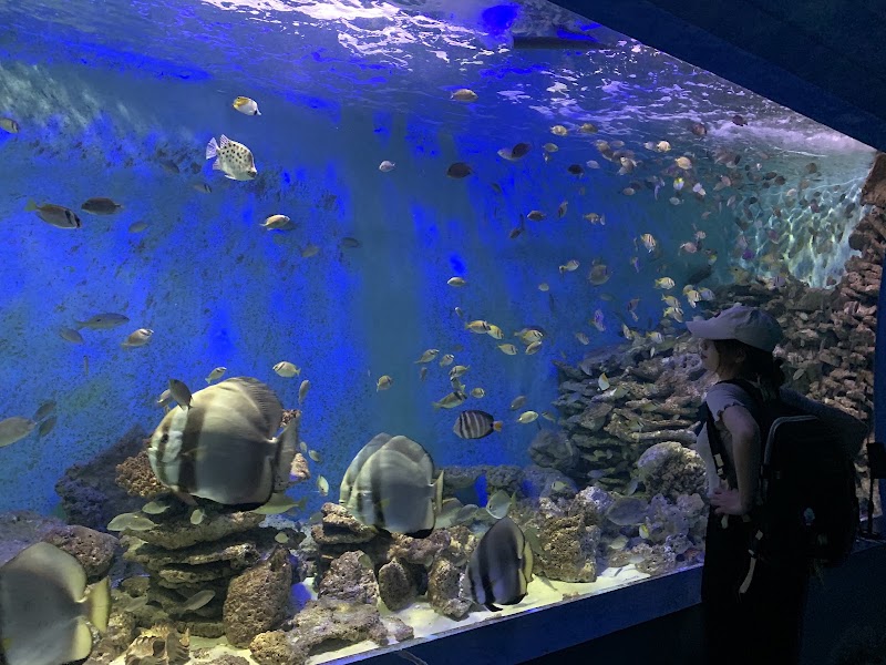 Museum of Oceanography - Museum of Oceanography 1 Cầu Đá - Hòn Một, Cầu Đá, Nha Trang, Khánh Hòa 650000, Vietnam
