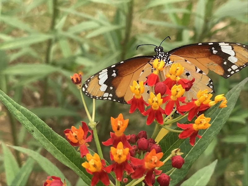 Butterfly Park Gurgaon - Butterfly Park Gurgaon Titli Park, Sector 52A, Gurugram, Haryana 122011, India