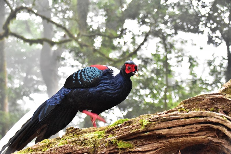 Daxueshan National Forest Recreation Area - Daxueshan National Forest Recreation Area, 424, Taiwan, Taichung City, Heping District, Zhongkeng Village, 雪山路18號