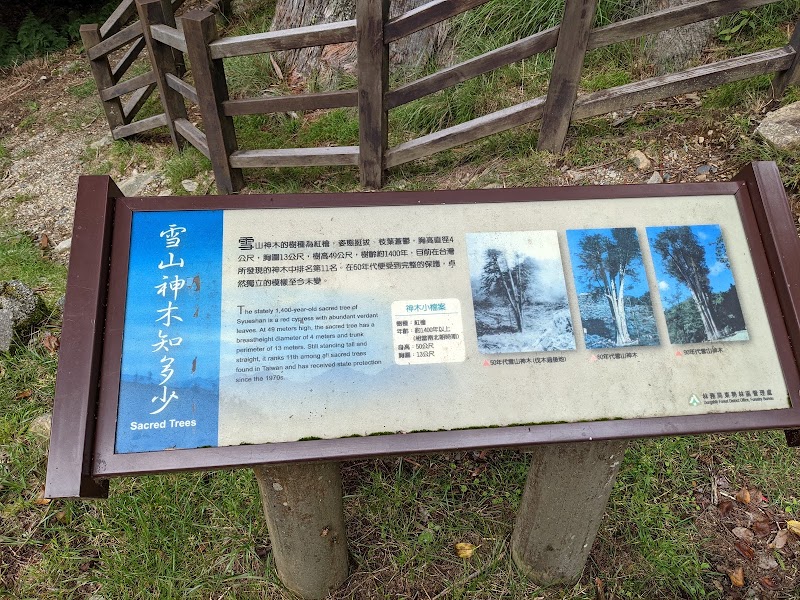 Xueshan Giant Tree - Xueshan Giant Tree, Bo'ai Village, Heping District, Taichung City, Taiwan 424