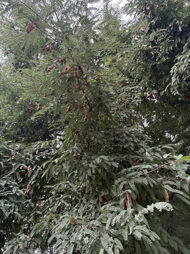 Mavathuru Lake (Mavathuru Kere) - Mavathuru Lake (Mavathuru Kere) HF76+64X, Mavathur, Mavathoor, Karnataka 562121, India
