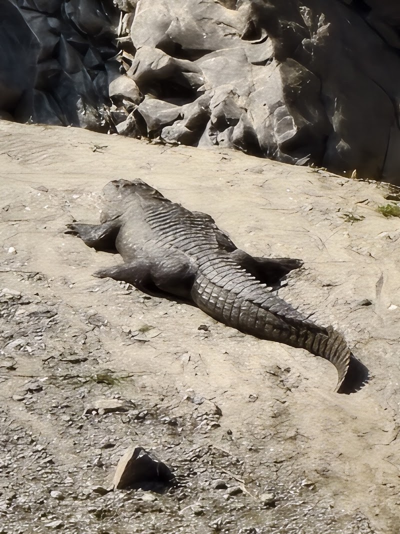 Crocodile view point - Crocodile view point, J34R+5FG, NH309, Marchula, Ghiroli, Uttarakhand 263646, India