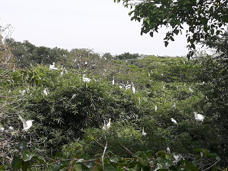 Bang Lang Stork Sanctuary - Bang Lang Stork Sanctuary, 7GJ4+J66, Thot Not, Can Tho, Vietnam