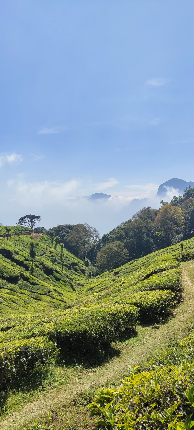 District Tourism Promotion Council(DTPC), Tourist information centre, Munnar - District Tourism Promotion Council(DTPC), Tourist information centre, Munnar Moolakadai, OLD AM ROAD,Mankulam-Munnar Trail, Moolakadai, Kannan Devan Hills, Munnar, Kerala 685612, India
