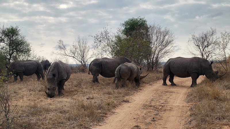 Timbavati Private Nature Reserve - Timbavati Private Nature Reserve, Hoedspruit, 1380, South Africa