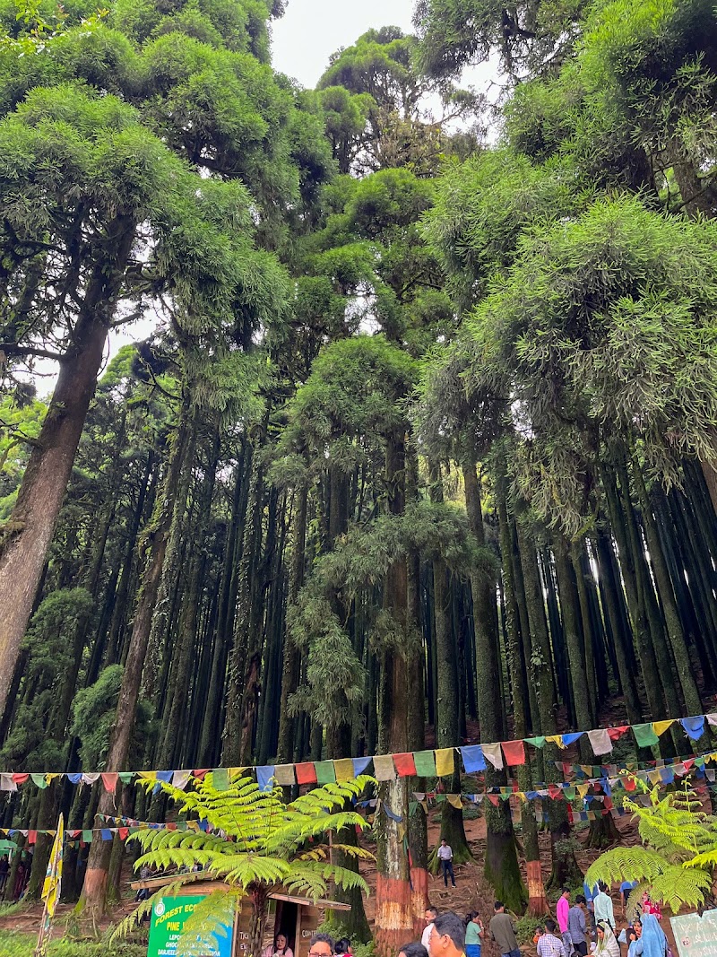Pine View Spot - Pine View Spot 256P+H3, Ghoom Pahar Forest, West Bengal 734221, India