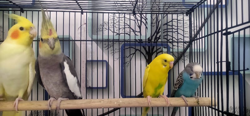 Shark Tank Pet Shop - Shark Tank Pet Shop, Infront of C, N.I. Church , Mission, Sagundungari, Odisha 766107, India