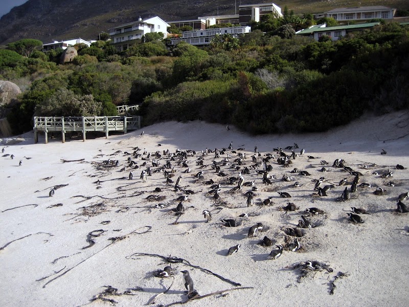 Middle Beach - Middle Beach, Boulders Beach, Kleintuin Rd, Simon's Town, Cape Town, 7995, South Africa