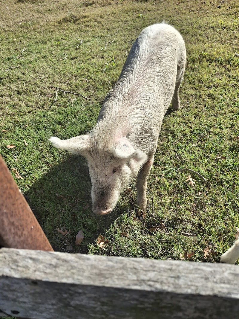 Farm Sanctuary SA - Farm Sanctuary SA, 63 Dirkie Uys St, Franschhoek, 7690, South Africa
