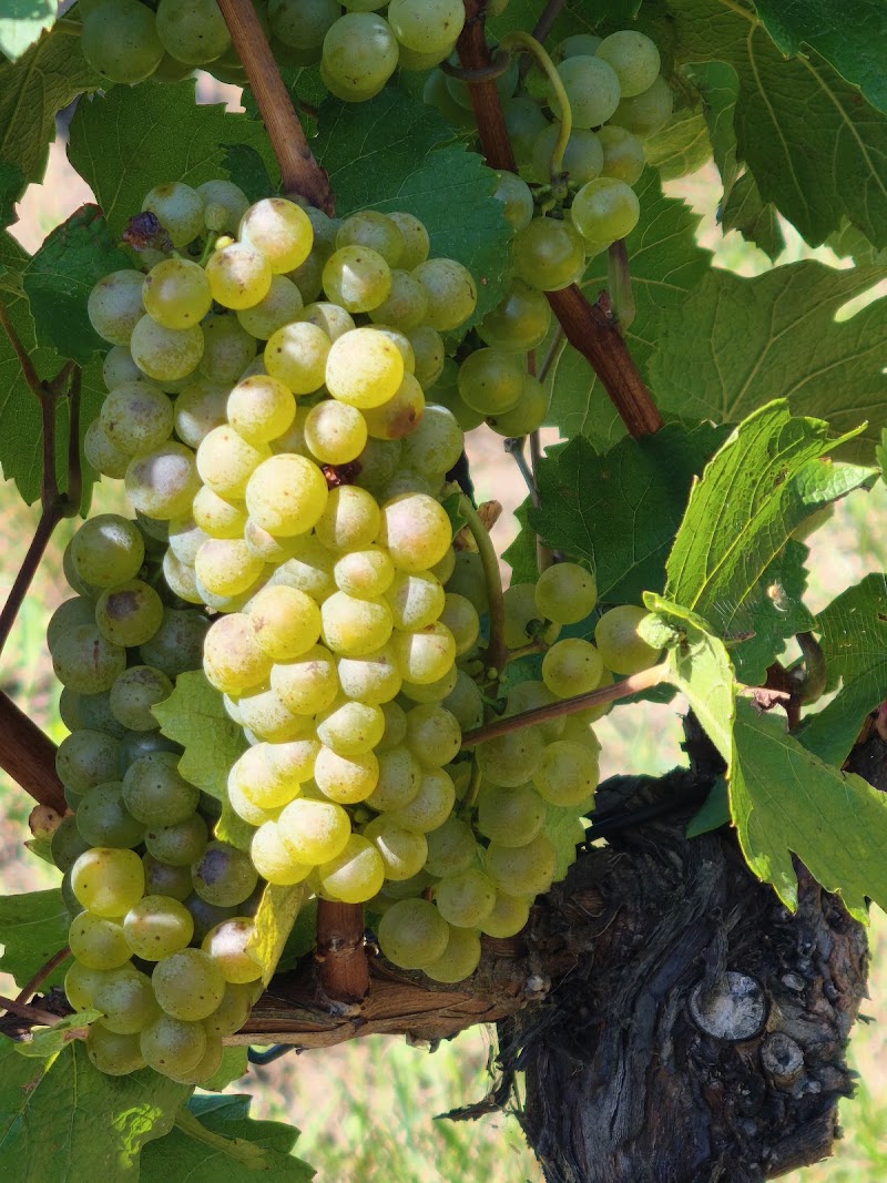 Nussdorfer Weinberge - Nussdorfer Weinberge, 1190 Vienna, Austria