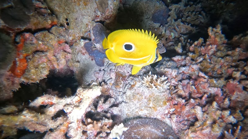 八重山Diving Service Field - 八重山Diving Service Field 1-chōme-14番地 Yashimachō, Ishigaki, Okinawa 907-0011, Japan