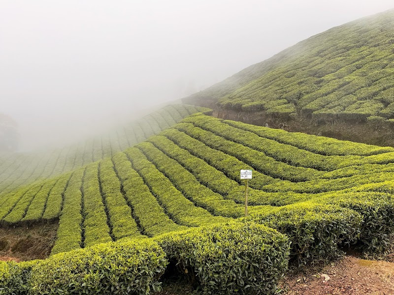 Munnar Info - Meeting point - Munnar Info - Meeting point, Moolakadai, Munnar, Kerala 685612, India