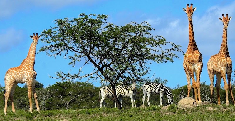 Matola Private Game Reserve - Matola Private Game Reserve, R63, Qumrha, South Africa