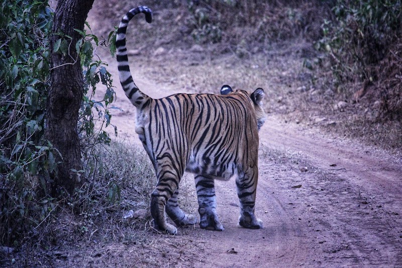 Sariska Tiger Reserve - Sariska Tiger Reserve near Sariska Cafe, opp. Sariska Palace Road, Alwar, Ganeshpura With Rundh Kali Ghati, Rajasthan 301022, India