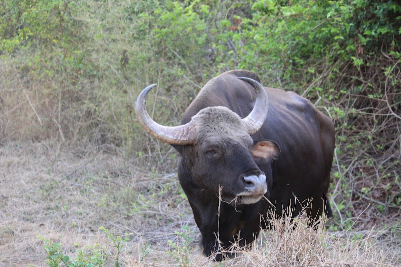Madnapur Gate Tadoba (Buffer Zone) - Madnapur Gate Tadoba (Buffer Zone) 9CQ6+4Q8, Madnapur Tukum, Madnapur, Maharashtra 442903, India