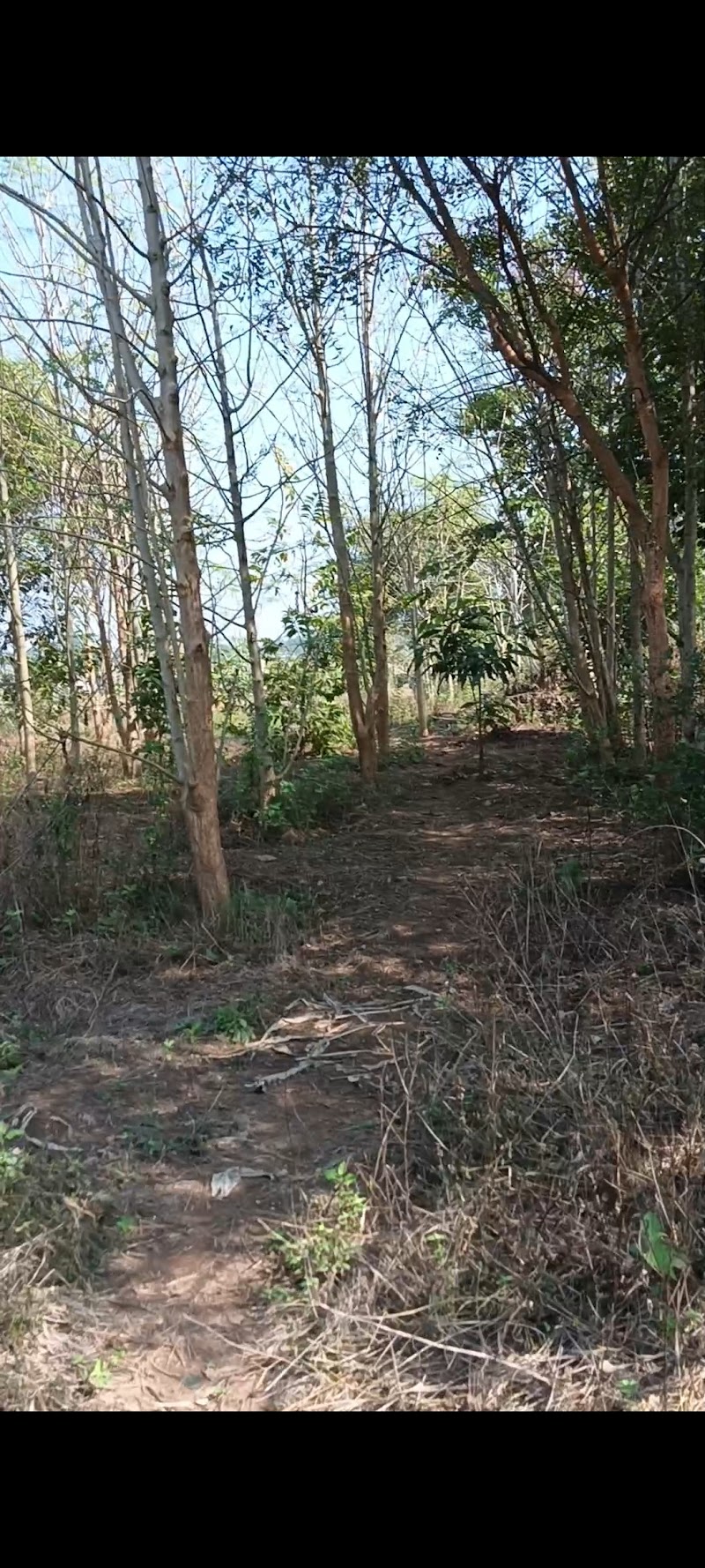 Sahu Farm - Sahu Farm, VPVM+GQ, Chhilpa, Odisha 766015, India