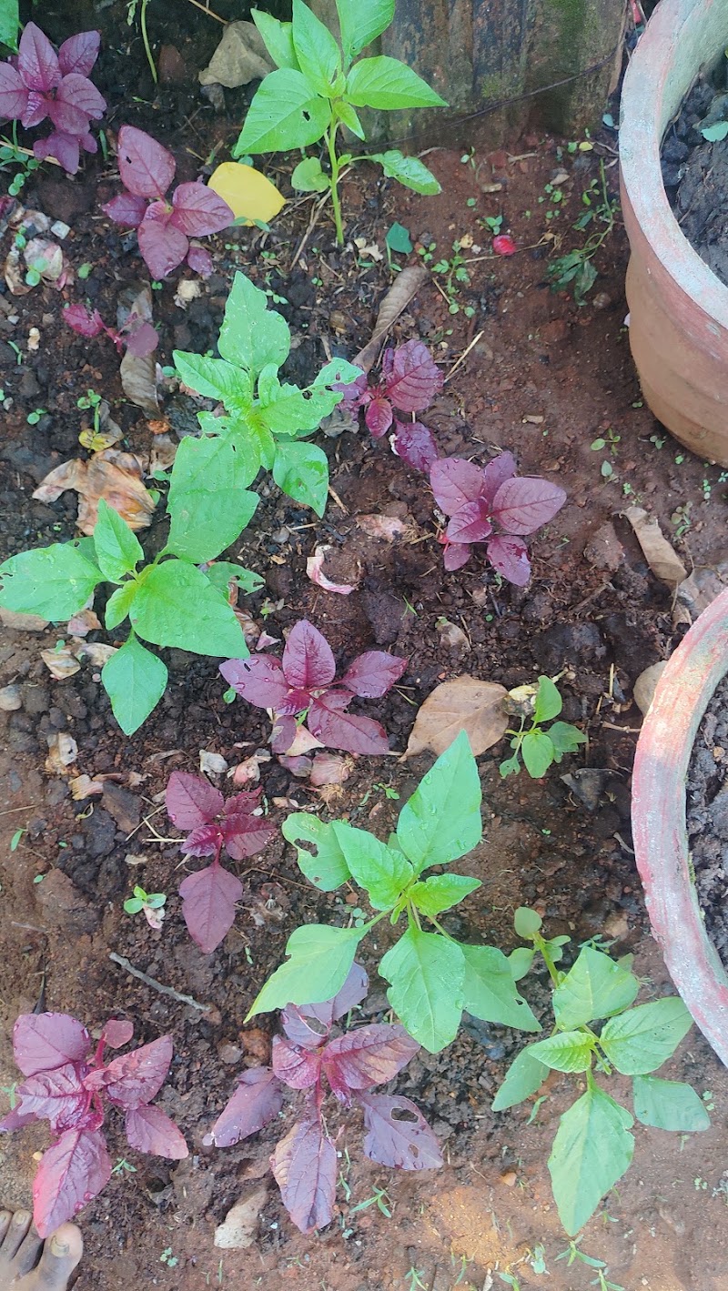 Spice Garden - Spice Garden, Mammattikanam,Kuthungal road, Rajakkad, Kuthumkal, Keralam 685566, India