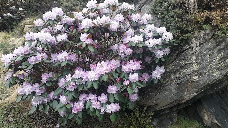 Panchachuli The Nature Home Stay Dantu Darma Valley - Panchachuli The Nature Home Stay Dantu Darma Valley, Village Dantu P.O Dugtu Tehsil, Pithoragarh, Dantu, Uttarakhand 262544, India