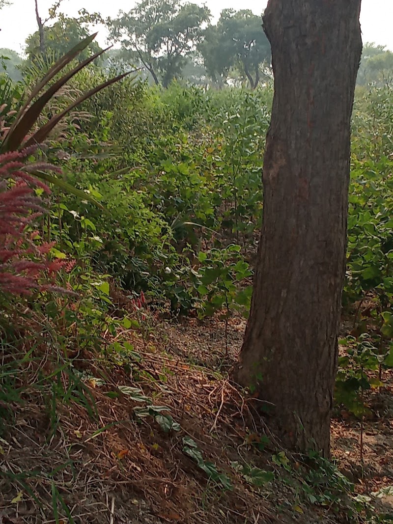 Penna barrage - Penna barrage FX9M+XX9, Pennar River Vaaradhi, Ranganaykulapet, Nellore, Andhra Pradesh 524001, India