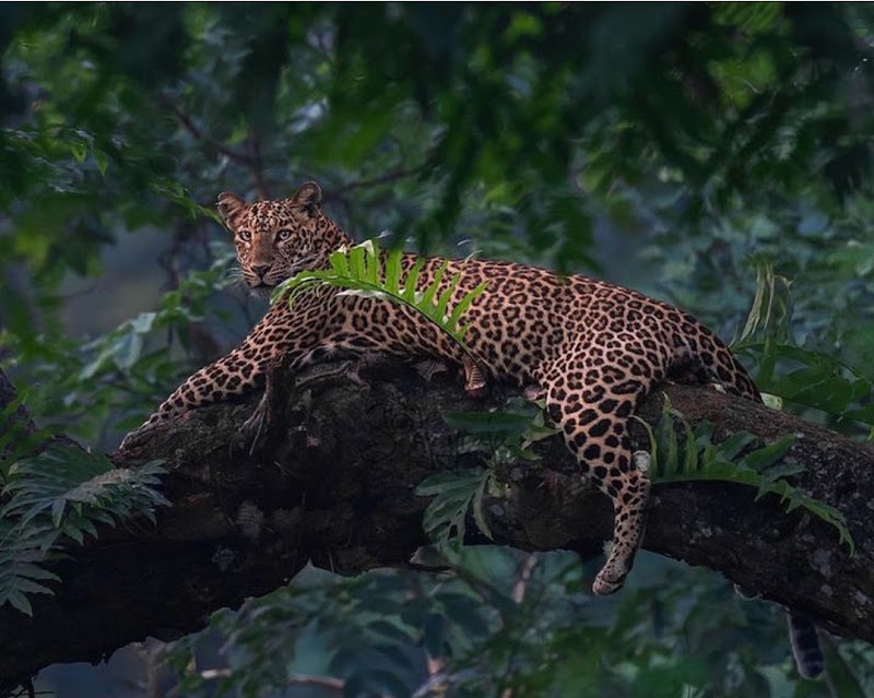 Kabini National Park - Kabini National Park Nissana Beltur, HD Kote, 2774+RQ3 Nagarahole Tiger Reserve, Taluk, Karapura, Antharasanthe, Karnataka 571114, India