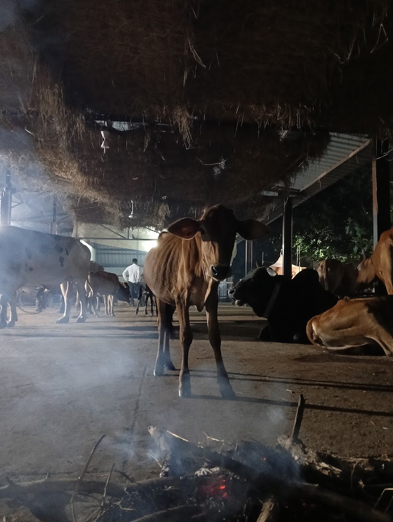 Gau Amrit Gaushala - Gau Amrit Gaushala, QV89+GC, Bandhabahal, Darlipali, Odisha 768211, India