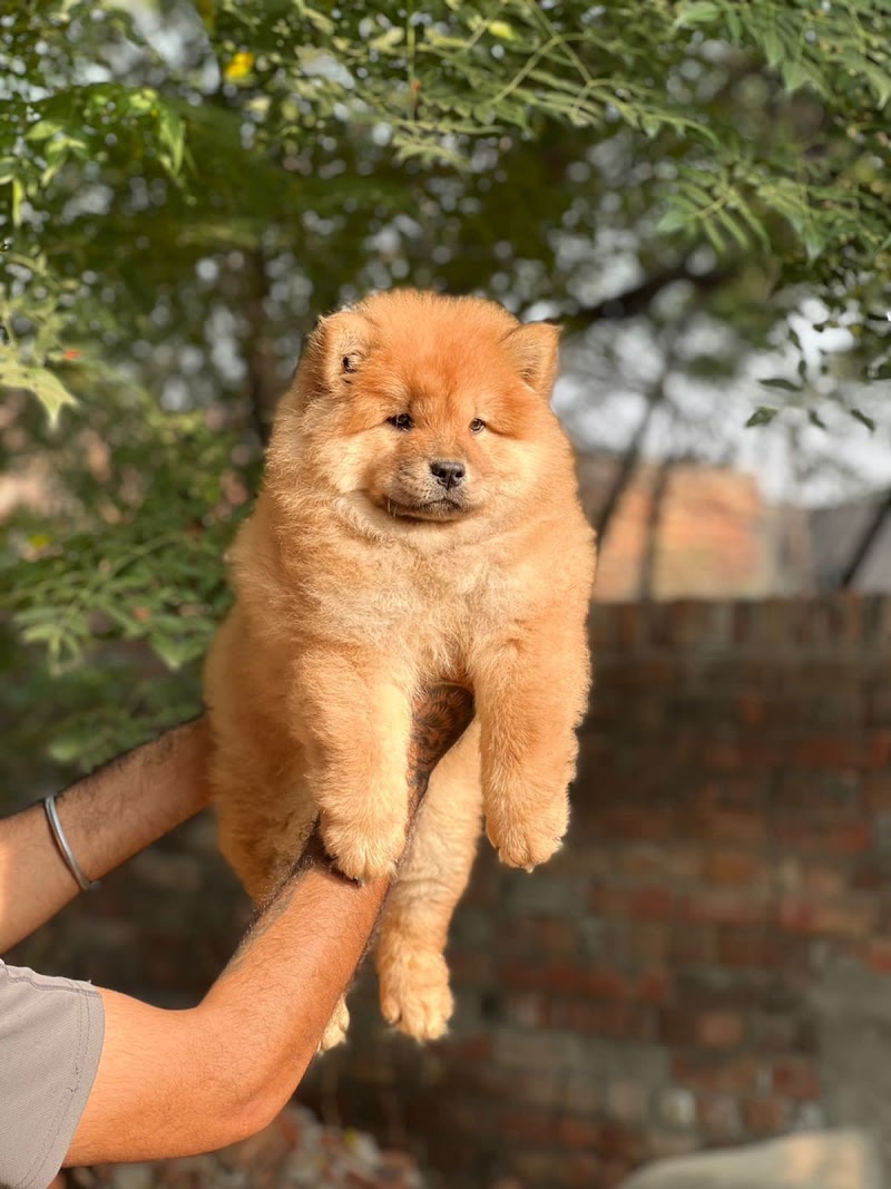 MC DOG FARMS - MC DOG FARMS, Kailash nagar kumhari Street no. 1, Kumhari, Chhattisgarh 490042, India