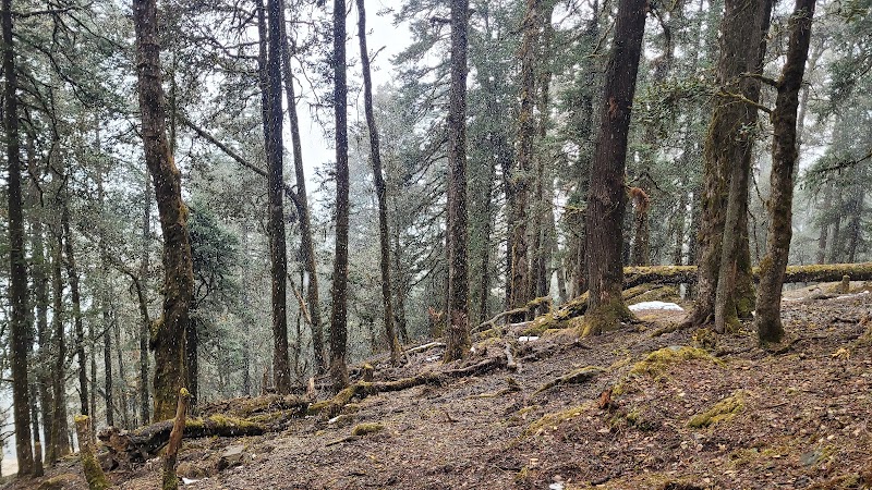 Tali Forest Camp - Tali Forest Camp, FHFF+G5, Salud Dugra, Uttarakhand 246483, India