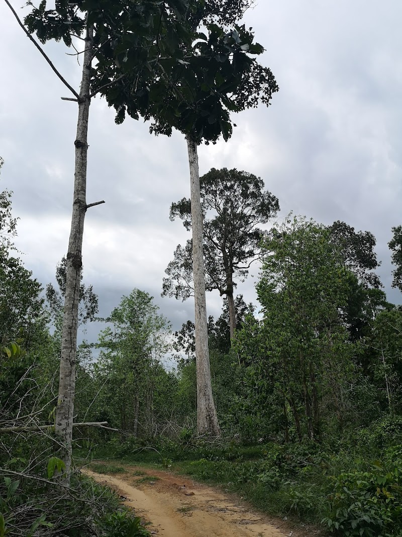 Phu Quoc National Park - Phu Quoc National Park, 82JJ+M57, Phu Quoc, An Giang, Vietnam