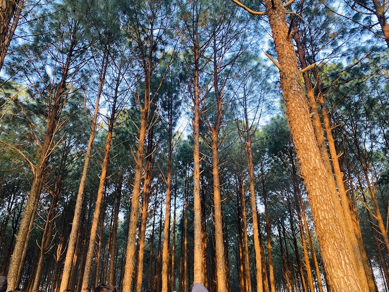 NETARHAT SUNRISE VIEW POINT - NETARHAT SUNRISE VIEW POINT F7PH+R4G, Netarhat, Jharkhand 835218, India