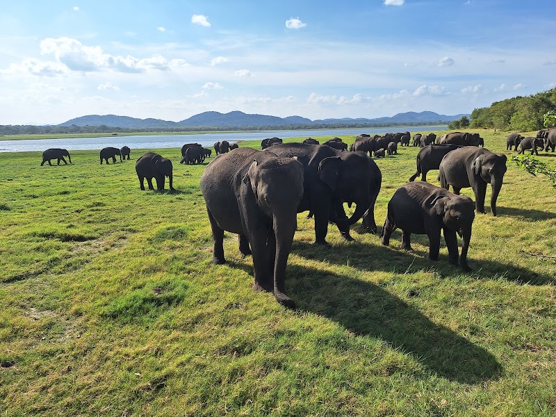 Minneriya National Park Safari - Minneriya National Park Safari 296 Thiththawalgolla, Dambulla 21100, Sri Lanka