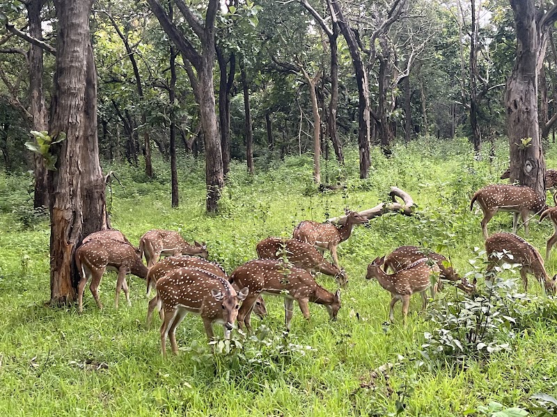 Bandipur National Park - Bandipur National Park Karnataka, India