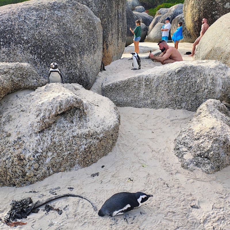 Middle Beach - Middle Beach, Boulders Beach, Kleintuin Rd, Simon's Town, Cape Town, 7995, South Africa