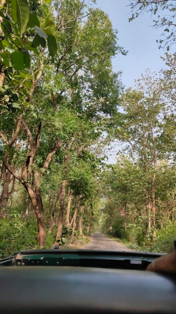 Online corbett jungle safari tour & travels - Online corbett jungle safari tour & travels Namah Rattan, Manu Maharani Rd, Dhikuli, Garjiya, Uttarakhand 244715, India