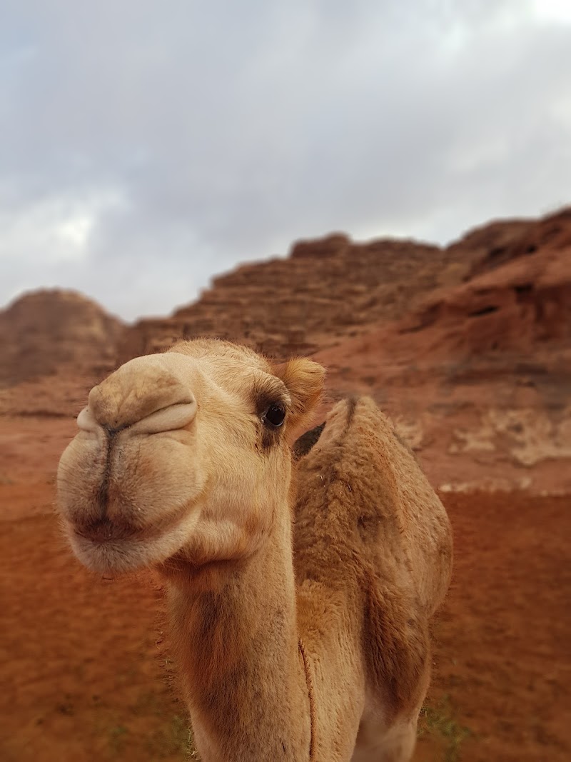 Wadi Rum Starlight Meeting Point - Wadi Rum Starlight Meeting Point, Wadi Rum Village, Jordan