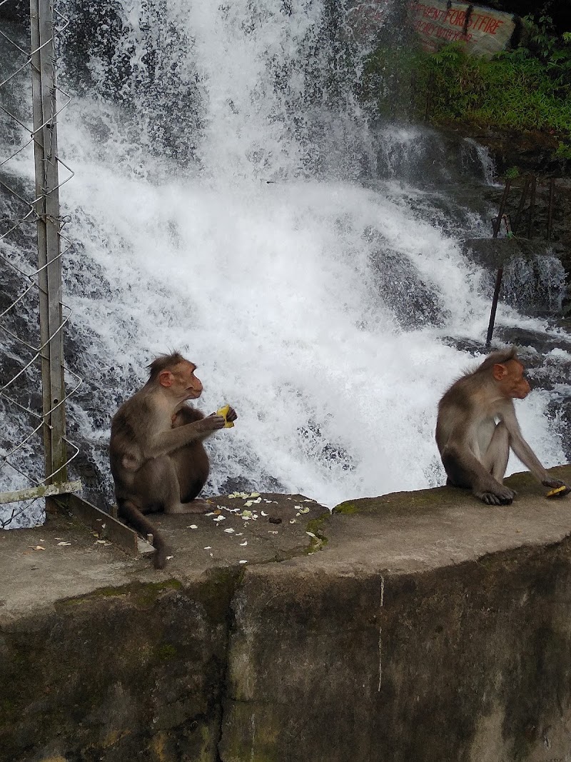 Cheeyappara Waterfalls - Cheeyappara Waterfalls NH 85, Kochi-Madurai-Tondi Point Rd, Chillithodu, Kerala 685561, India